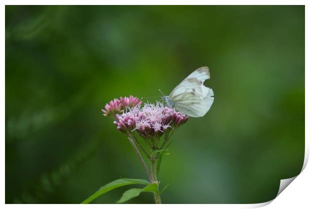 Flower and the butterfly Print by Alexia Miles