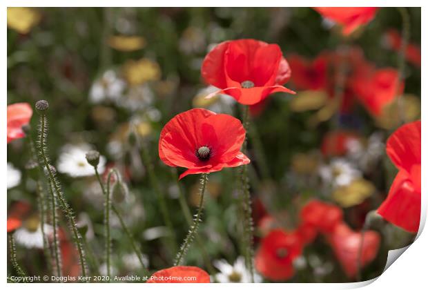 Remembrance Poppies Print by Douglas Kerr