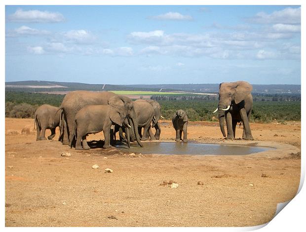 elephants around the water hole Print by sarah roberts