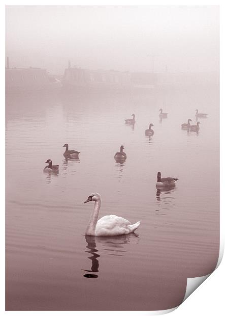 Swan & Ducks Print by Mike Sherman Photog