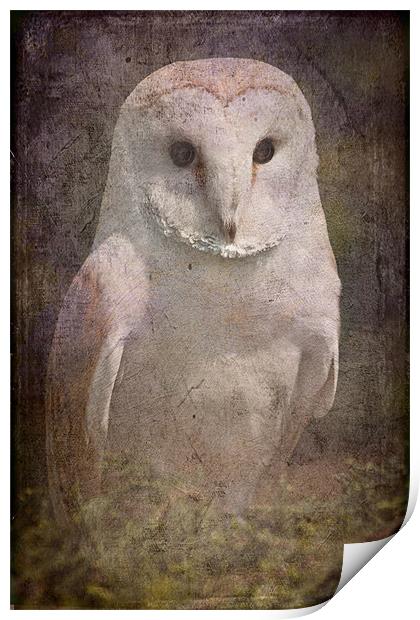 Barn Owl Print by Mike Sherman Photog