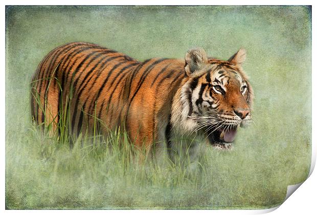 Bengal Tiger Print by Mike Sherman Photog