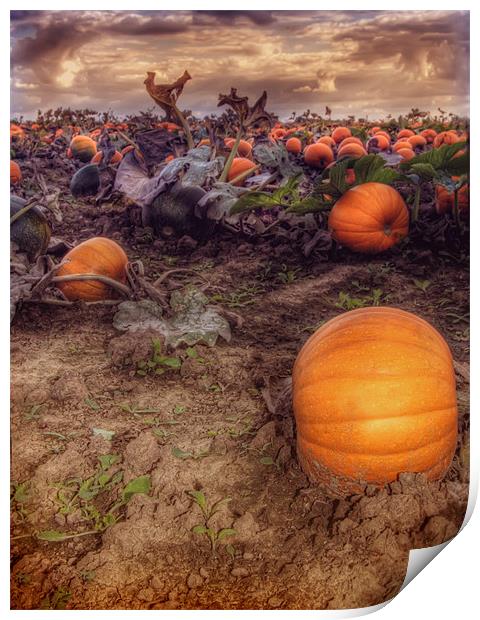 Pumpkin Field Print by Mike Sherman Photog