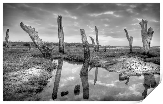The Drowned Trees Of Thornham Print by Mike Sherman Photog