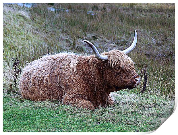 Highland Cattle from the Isle of Skye Print by Terry Senior
