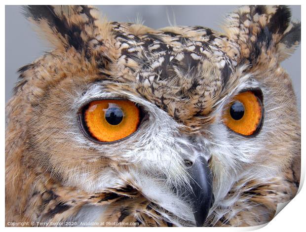 Egyptian Eagle Owl (Bubo ascalaphus) Print by Terry Senior