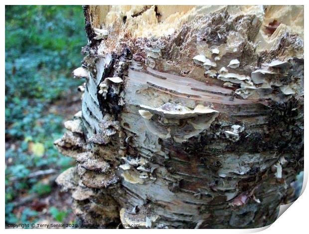 Shelf fungi are commonly found growing on trees or Print by Terry Senior