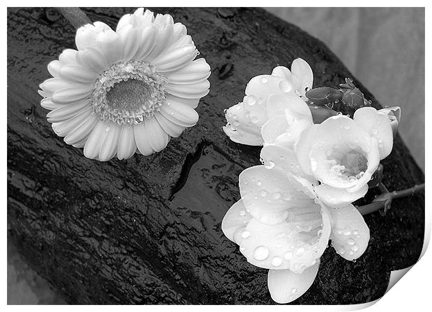 Flowers on Driftwood in the Rain Print by Mike Routley