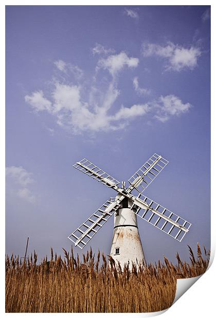 Thurne Windmill through the Reeds Print by Paul Macro