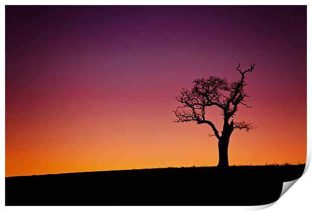 Single Tree Silouette at Sunset Print by Paul Macro