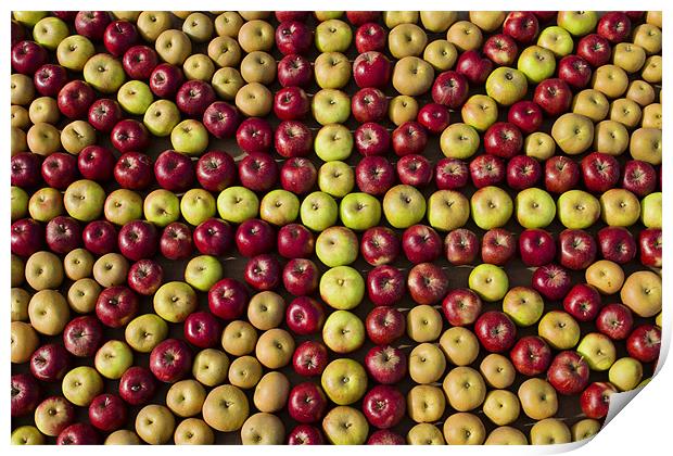 Union Jack of Apples Print by Paul Macro