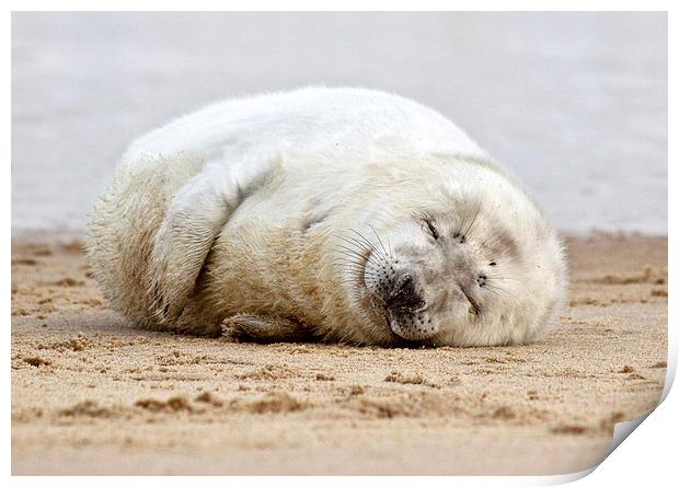 Smiling Seal Pup Print by Paul Macro