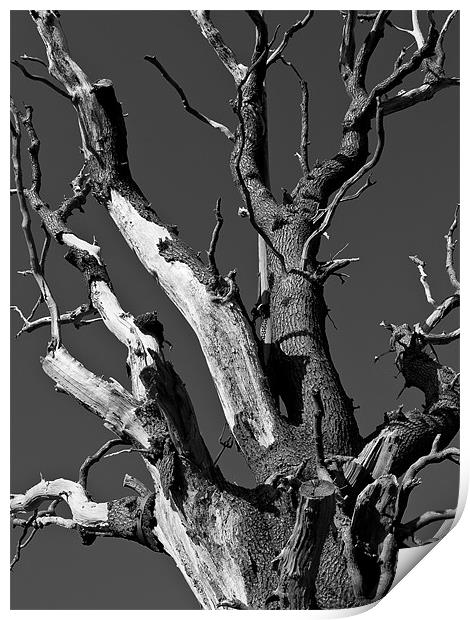 Dead Tree Print by Paul Macro