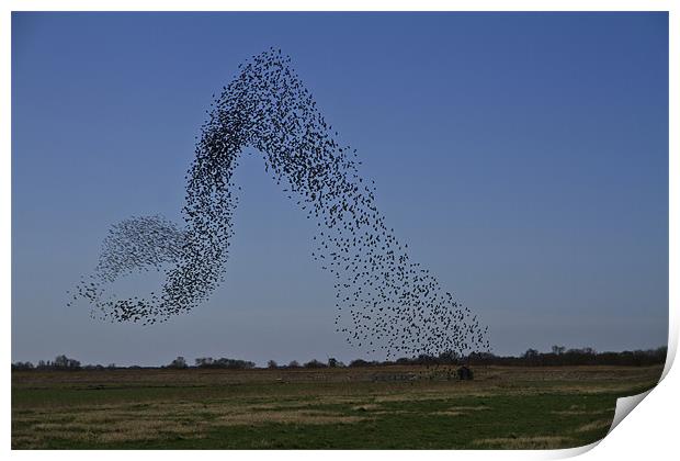 Murmuration of Starlings Print by Paul Macro