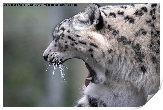 Snow leopard (Uncia uncia or Panthera uncia) Print by Chris Turner