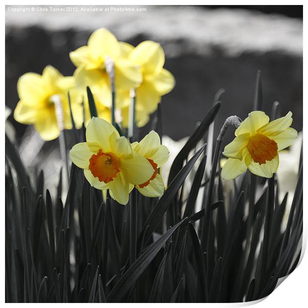 Orange trumpet daffodils (narcissus) Print by Chris Turner