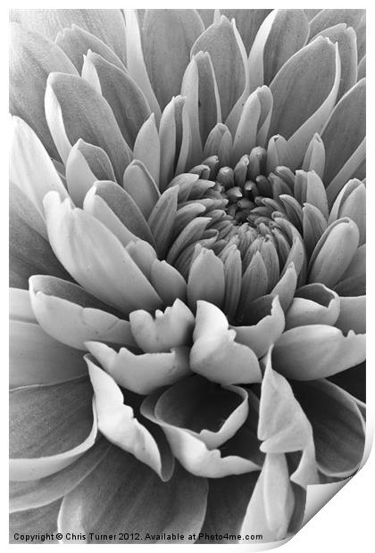 Chrysanthemum in mono Print by Chris Turner