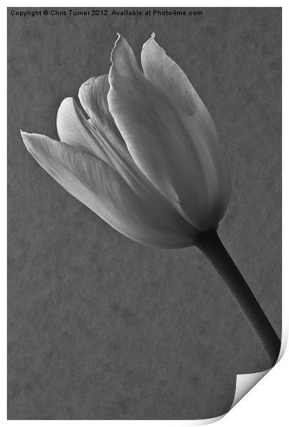 Tulip - mono Print by Chris Turner