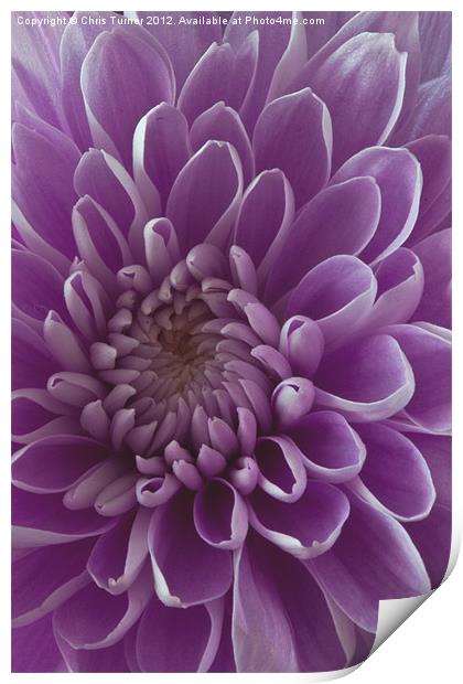 Chrysanthemum pink lilac Print by Chris Turner