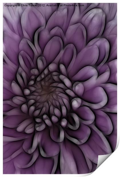 Chrysanthemum pink lilac - Fractalius Print by Chris Turner