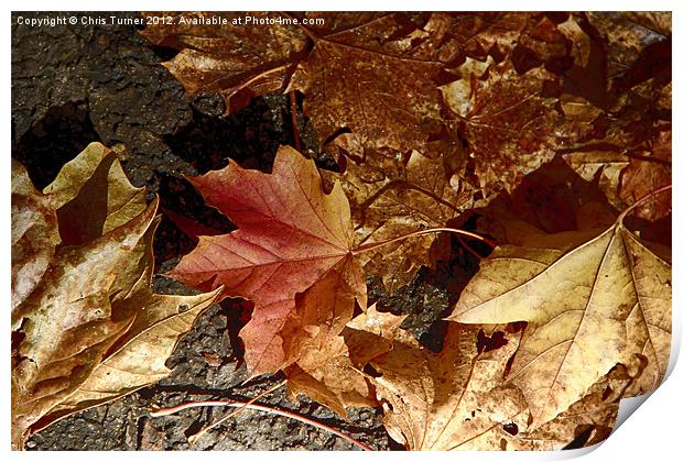 Autumn Leaves Print by Chris Turner