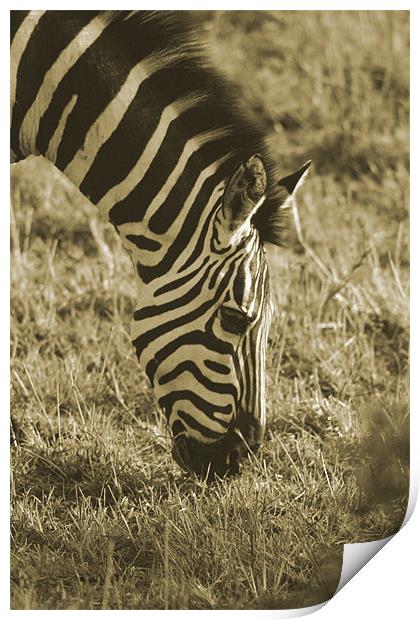 Zebra in soft black & white Print by Chris Turner
