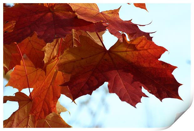Autumn Maple Leaves Print by Chris Turner