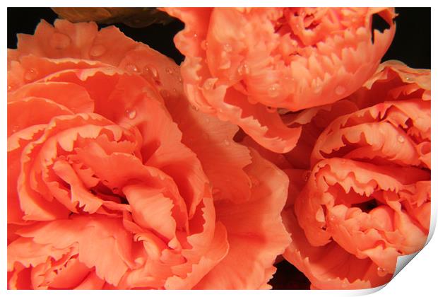 Fairtrade pink carnations Print by Chris Turner