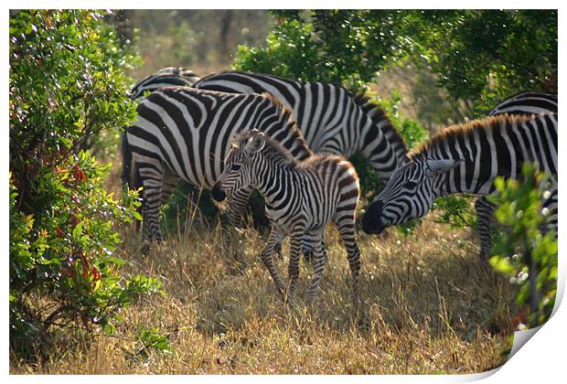 Baby zebra & more stripes Print by Chris Turner