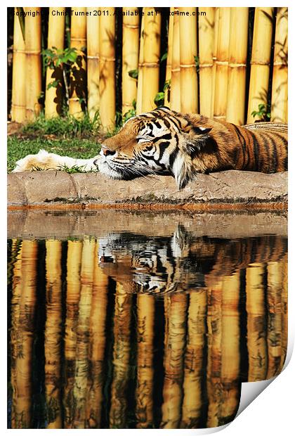 Tiger, Tiger Print by Chris Turner