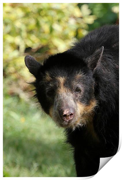 Andean bear cub Print by Chris Turner