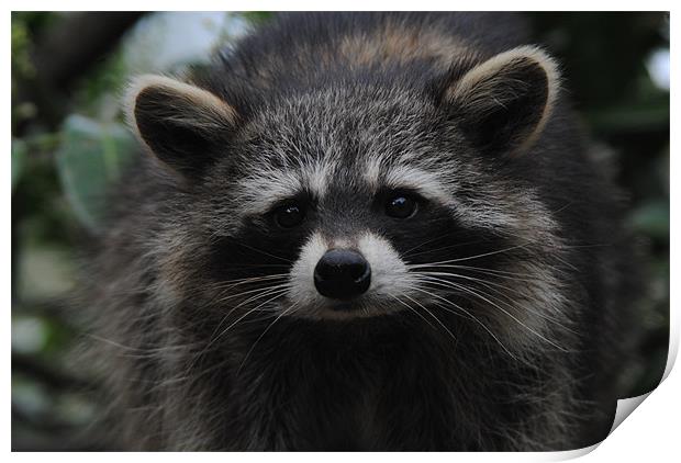 Racoon Print by Ben Tasker