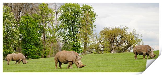 Grazing Rhinoceros Print by Ben Tasker