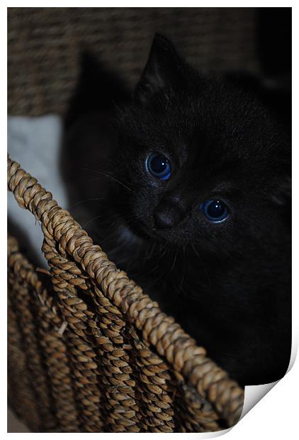 Blue-Eyed Kitten Print by Ben Tasker