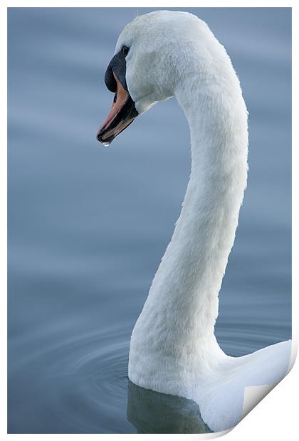Swan Print by Ian Middleton