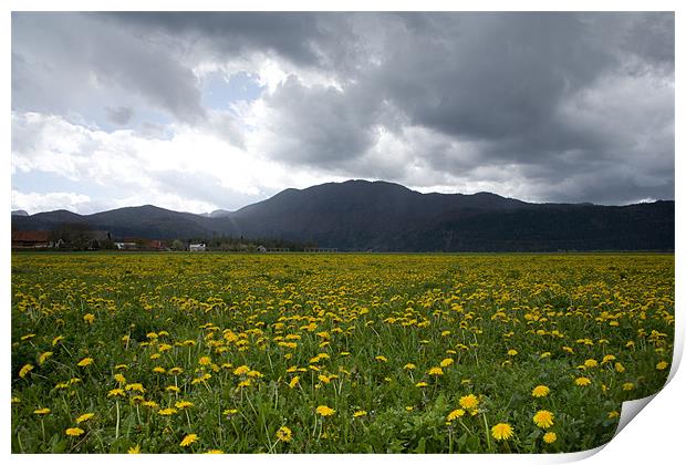 Fields of dandelion Print by Ian Middleton