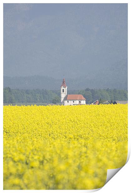 rapeseed field in Brnik with Kamnik Alps Print by Ian Middleton