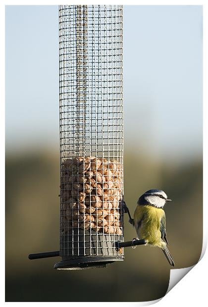 Blue tit eating seeds in Wexford Wildfowl Reserve Print by Ian Middleton