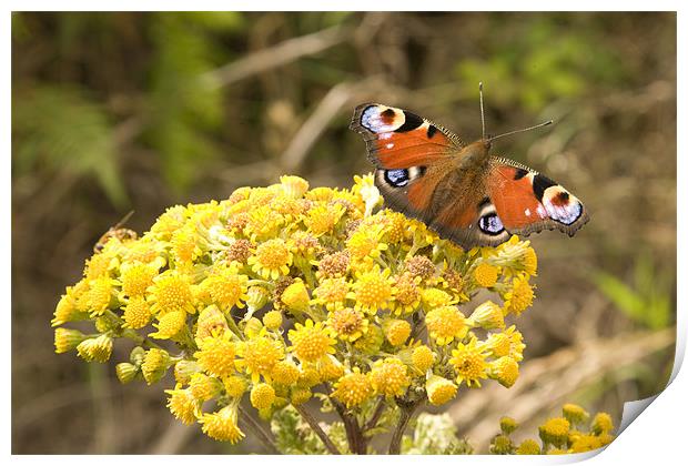 peacock Butterfly inachis io Print by Ian Middleton