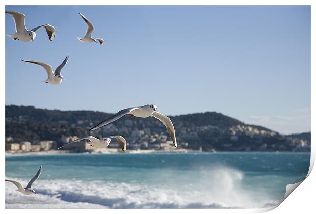 seagulls on the Promenade des Anglais, Nice. Print by Ian Middleton
