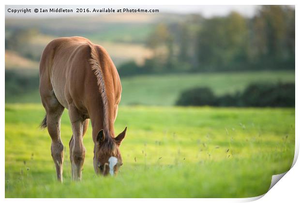 Horse in field near ballyvaloo, Blackwater, Wexfor Print by Ian Middleton