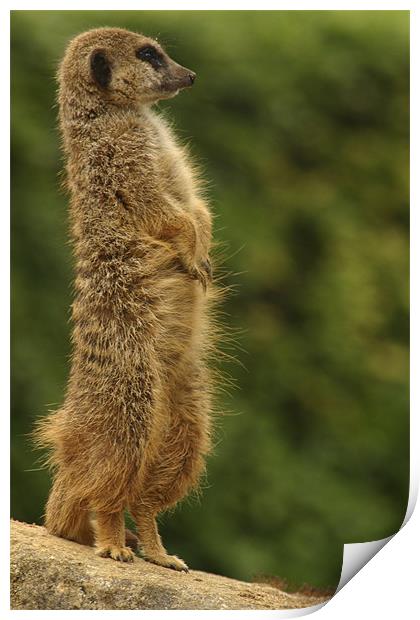 meercat Print by Ian Middleton