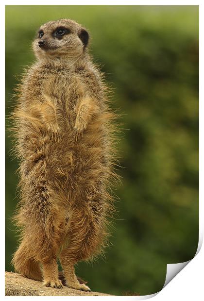 meercat Print by Ian Middleton
