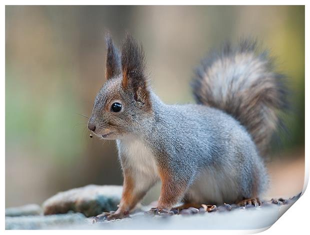 Squirrel after breakfast. Print by Sergey Golotvin