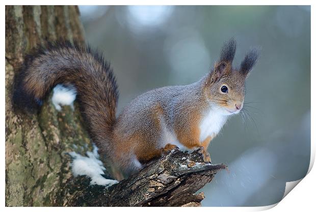 Red squirrel posing Print by Sergey Golotvin