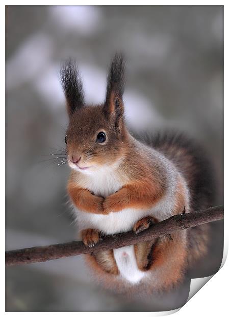 Red squirrel on a tree branch Print by Sergey Golotvin