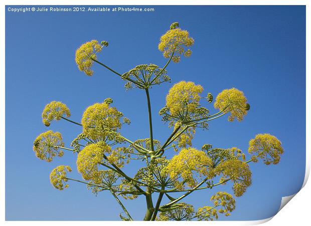 Wild Yellow Dill Flowers Print by Julie Robinson