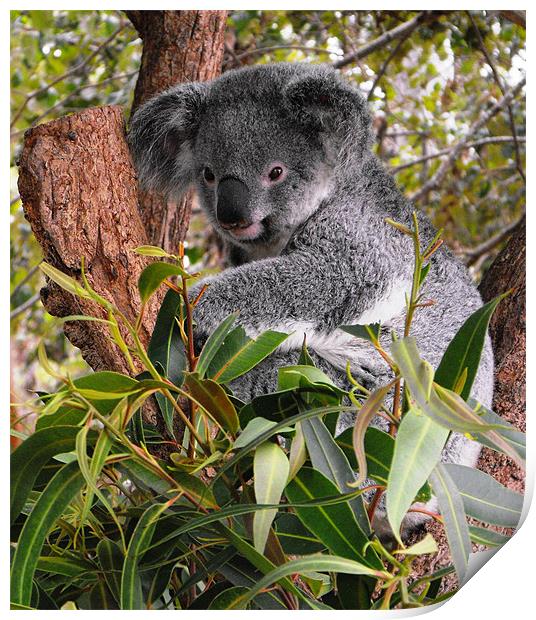 Koala, Australia Print by Lenka Dunn