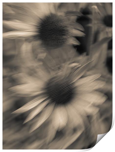 Daisies Print by Jean-François Dupuis