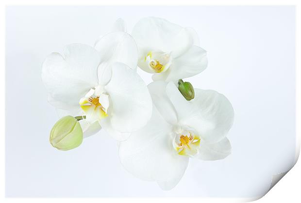 Orchid in White Print by Stuart Thomas